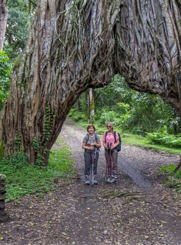 Arusha_National_Park_Fig_Tree_Arch_63